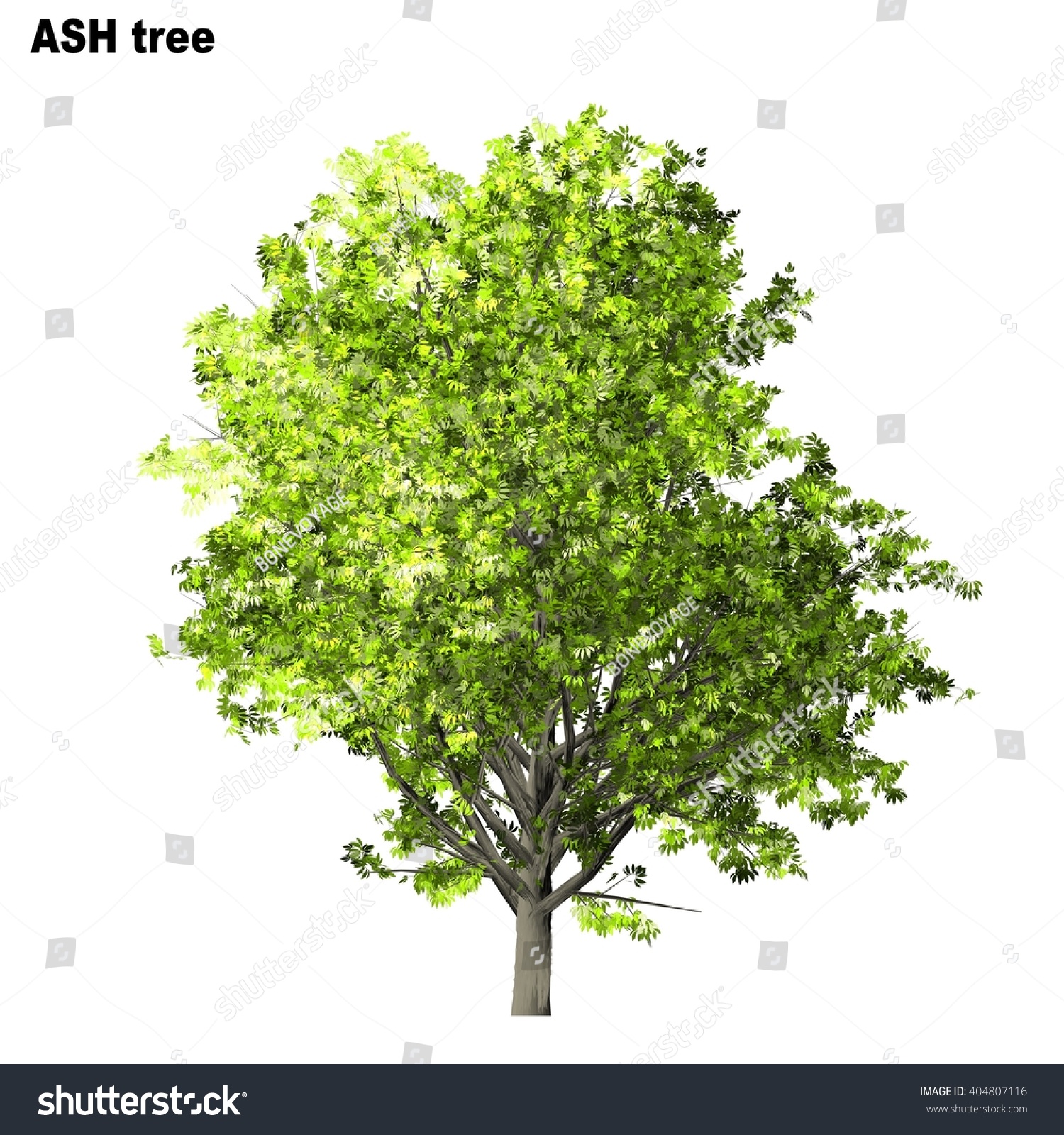 Ash Tree Isolated On White Background Stock Illustration 404807116