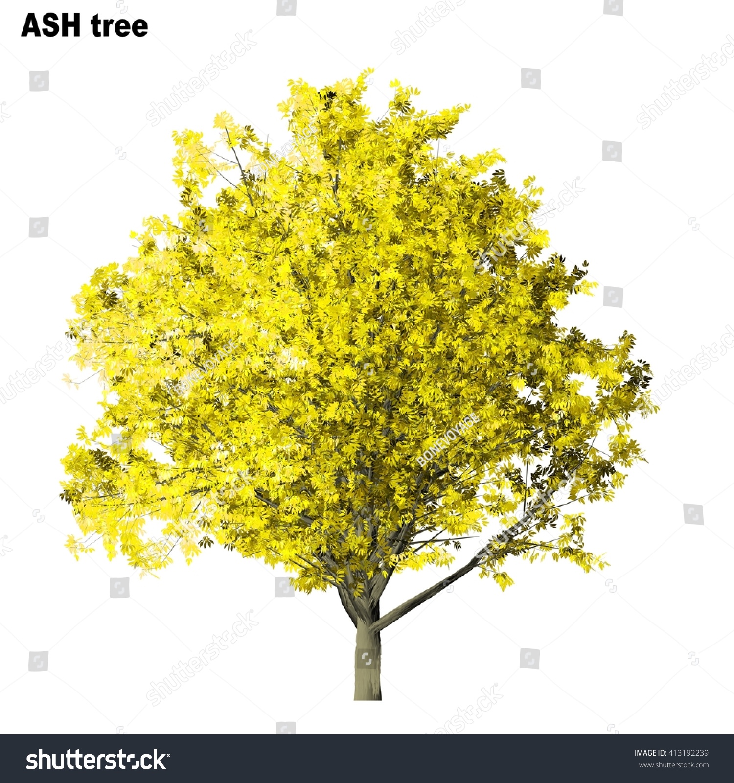 Ash Tree Isolated On White Background Stock Illustration 413192239