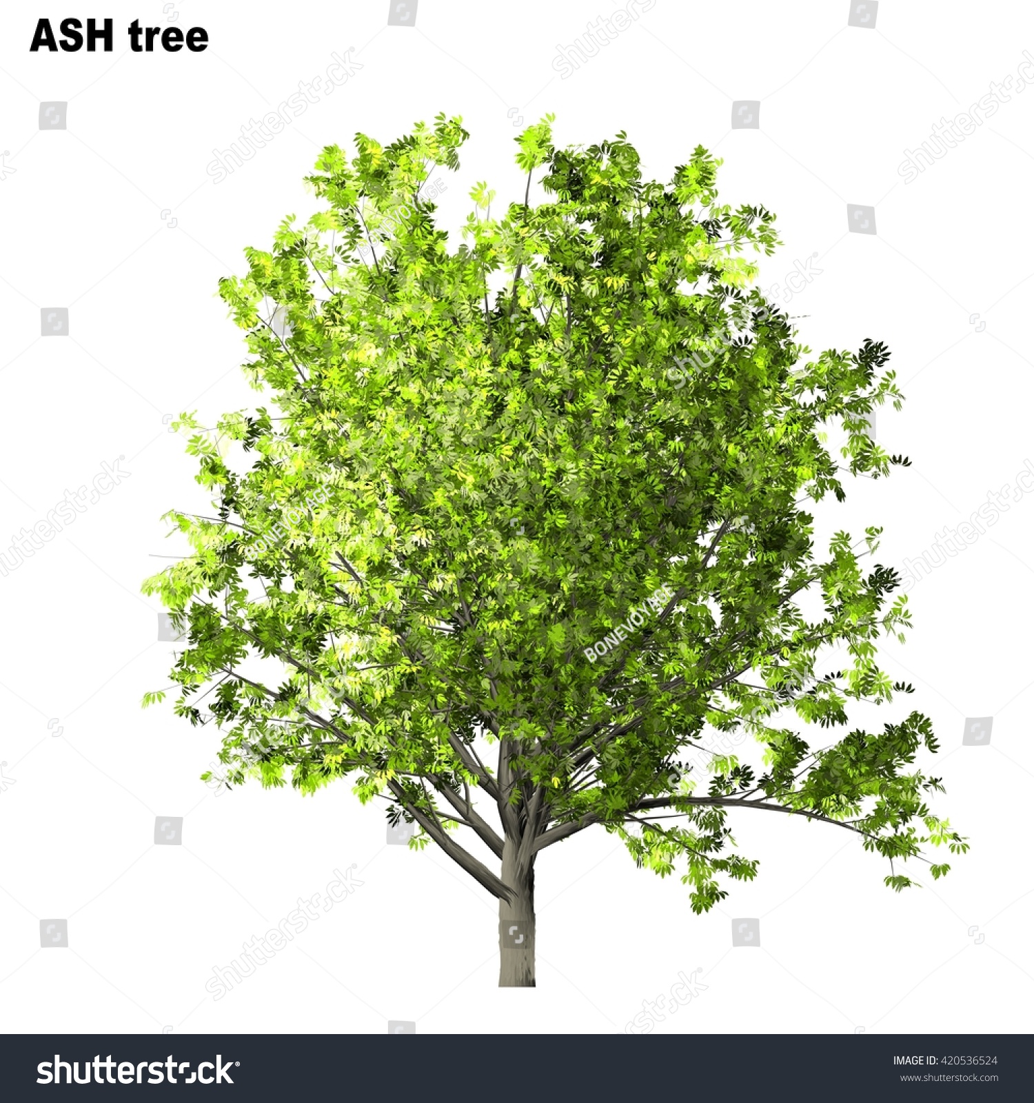 Ash Tree Isolated On White Background Stock Illustration 420536524