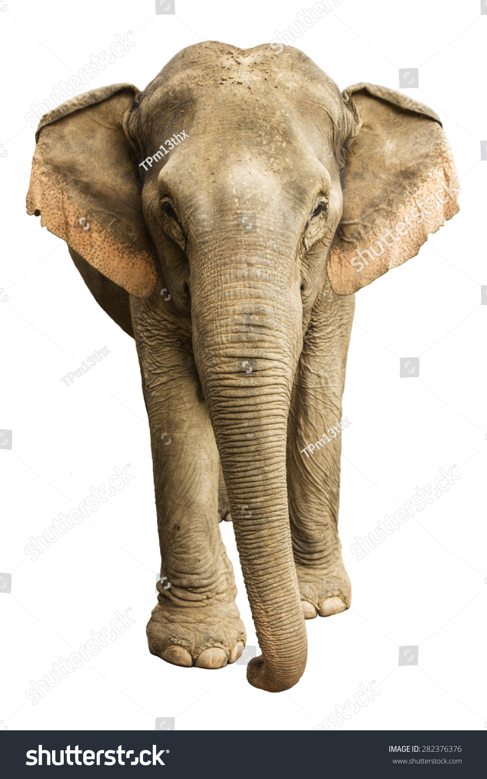 Asia Elephant On Isolated White Background. Stock Photo 282376376 ...