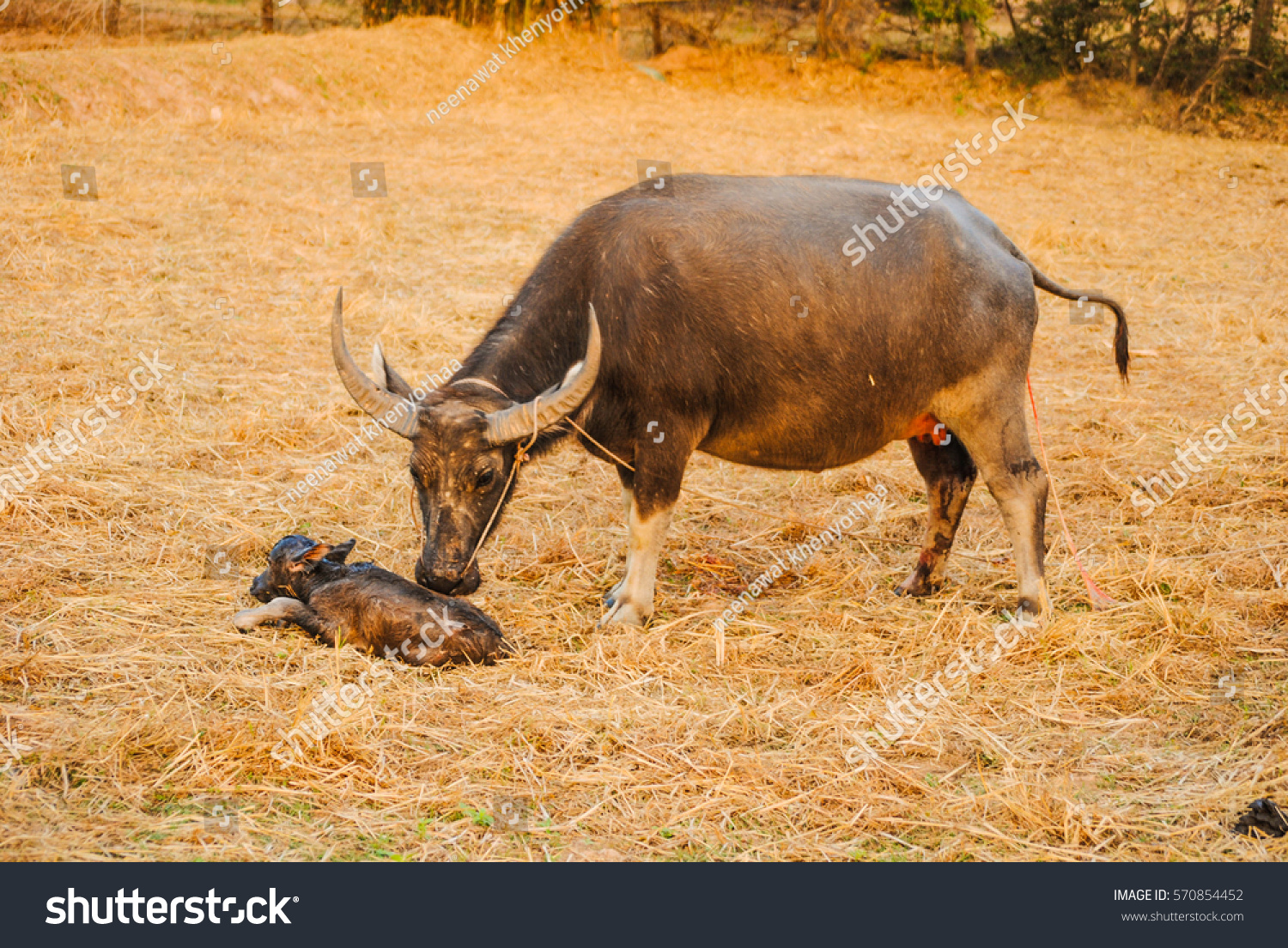 Asian Buffalo Giving Looking After Stock Photo (Edit Now) 570854452