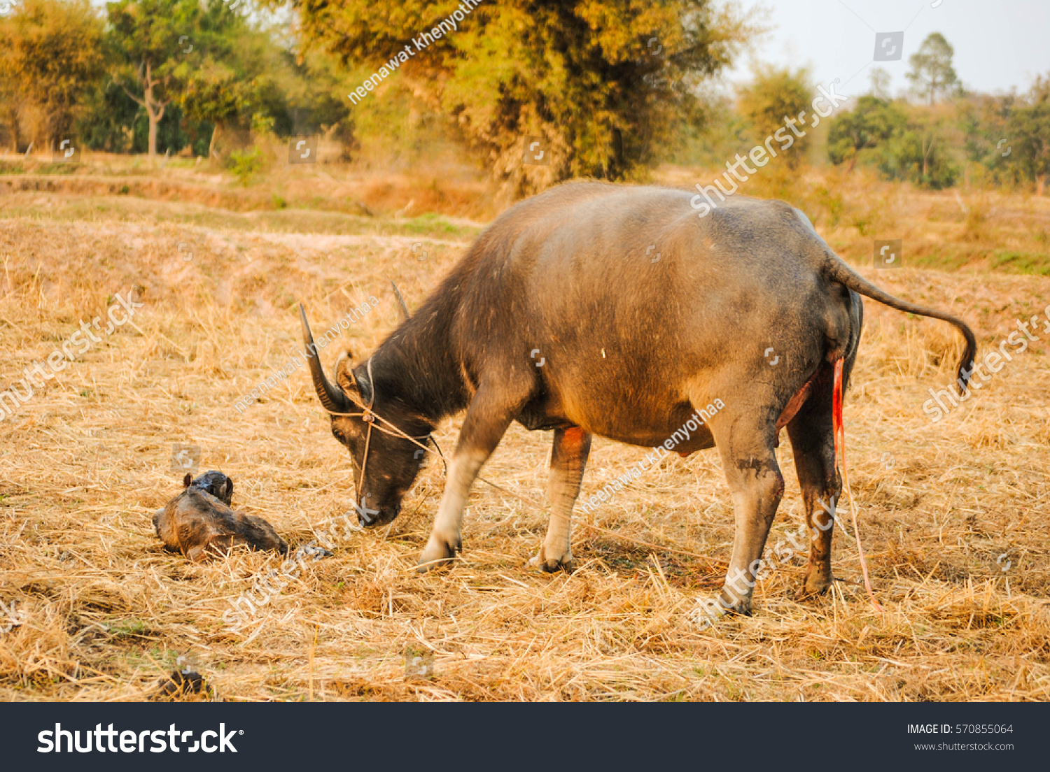 Asian Buffalo Giving Looking After Stock Photo (Edit Now)