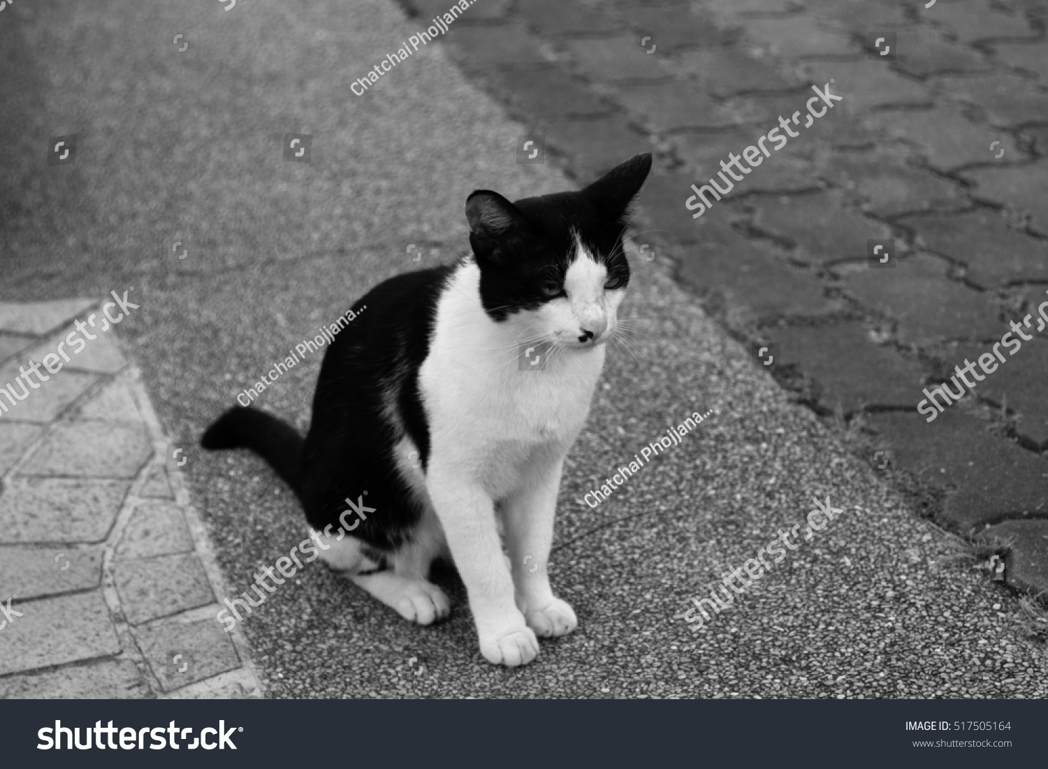 black and white oriental cat