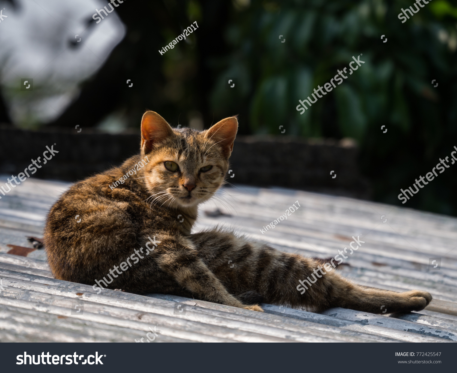 Asian Cats Cute Backgrounds Nature Stock Photo 772425547 | Shutterstock