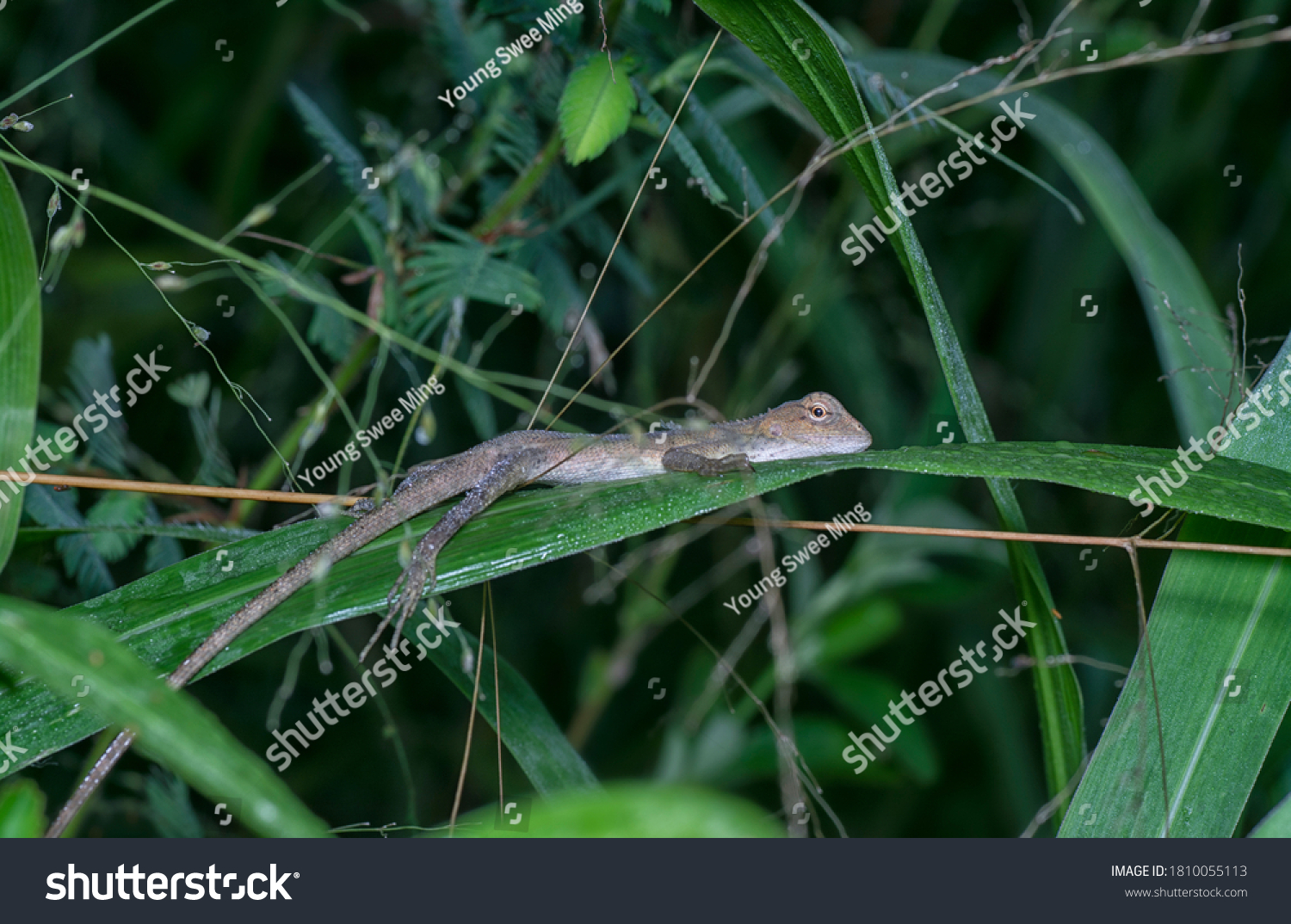 Babylizard Images, Stock Photos & Vectors | Shutterstock