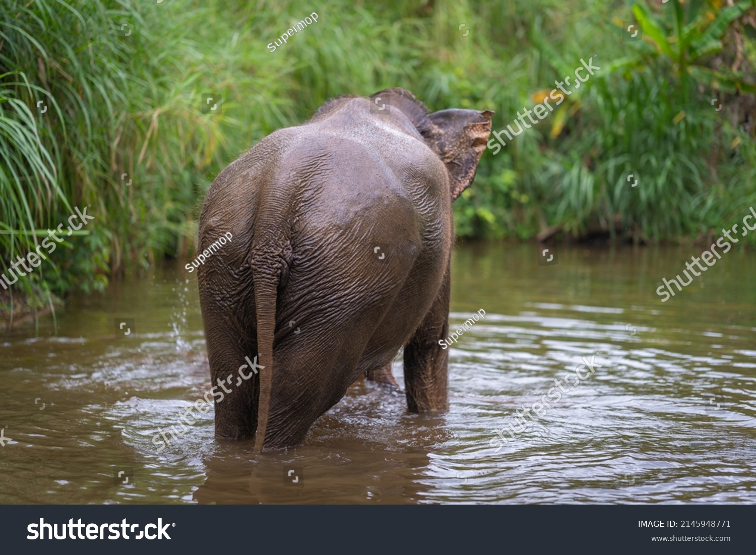 Asian Elephant Scientific Name Elephas Maximus Stock Photo 2145948771