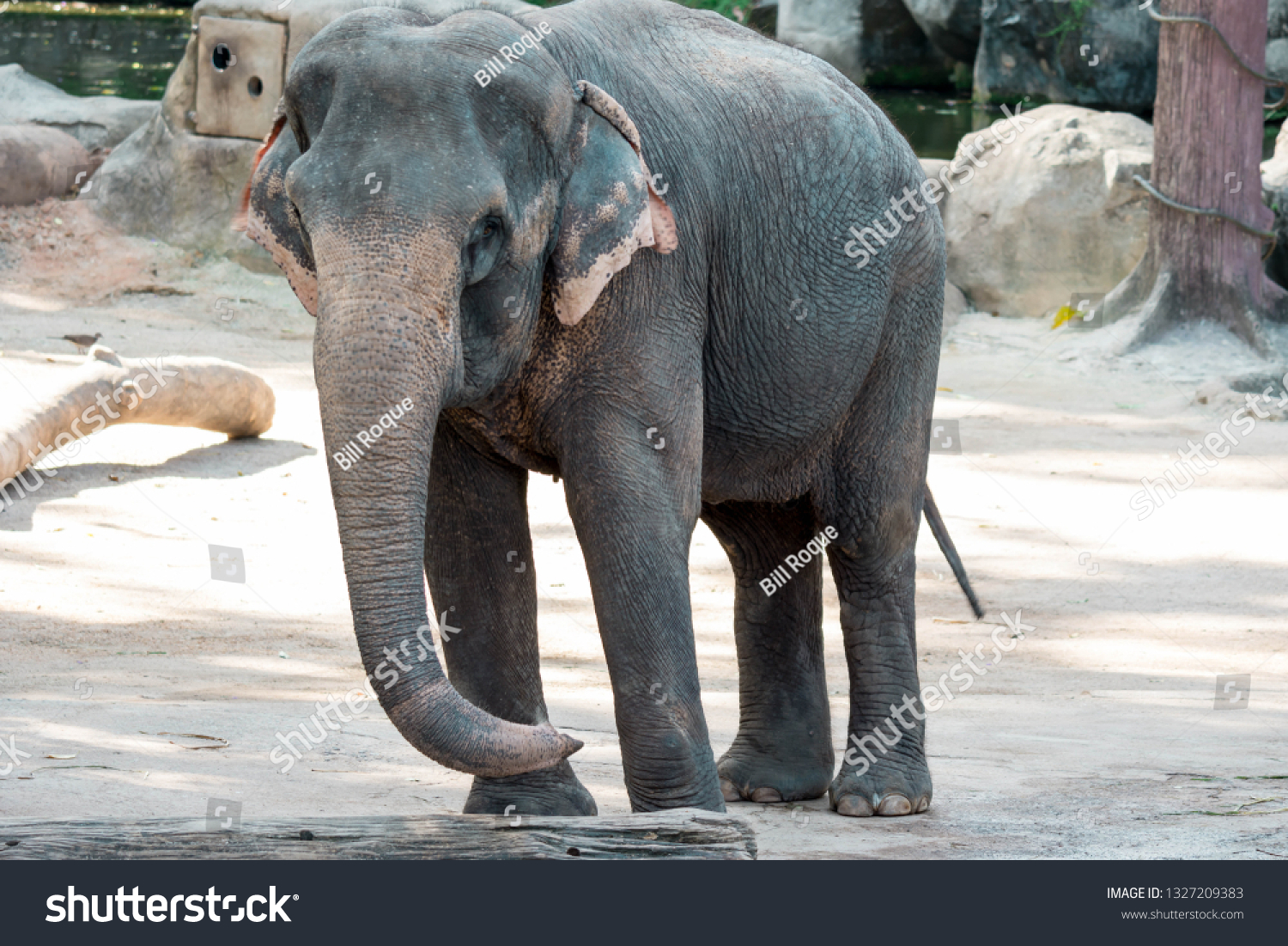 Asian Elephant Asiatic Elephant Zoo Singapore Stock Photo 1327209383