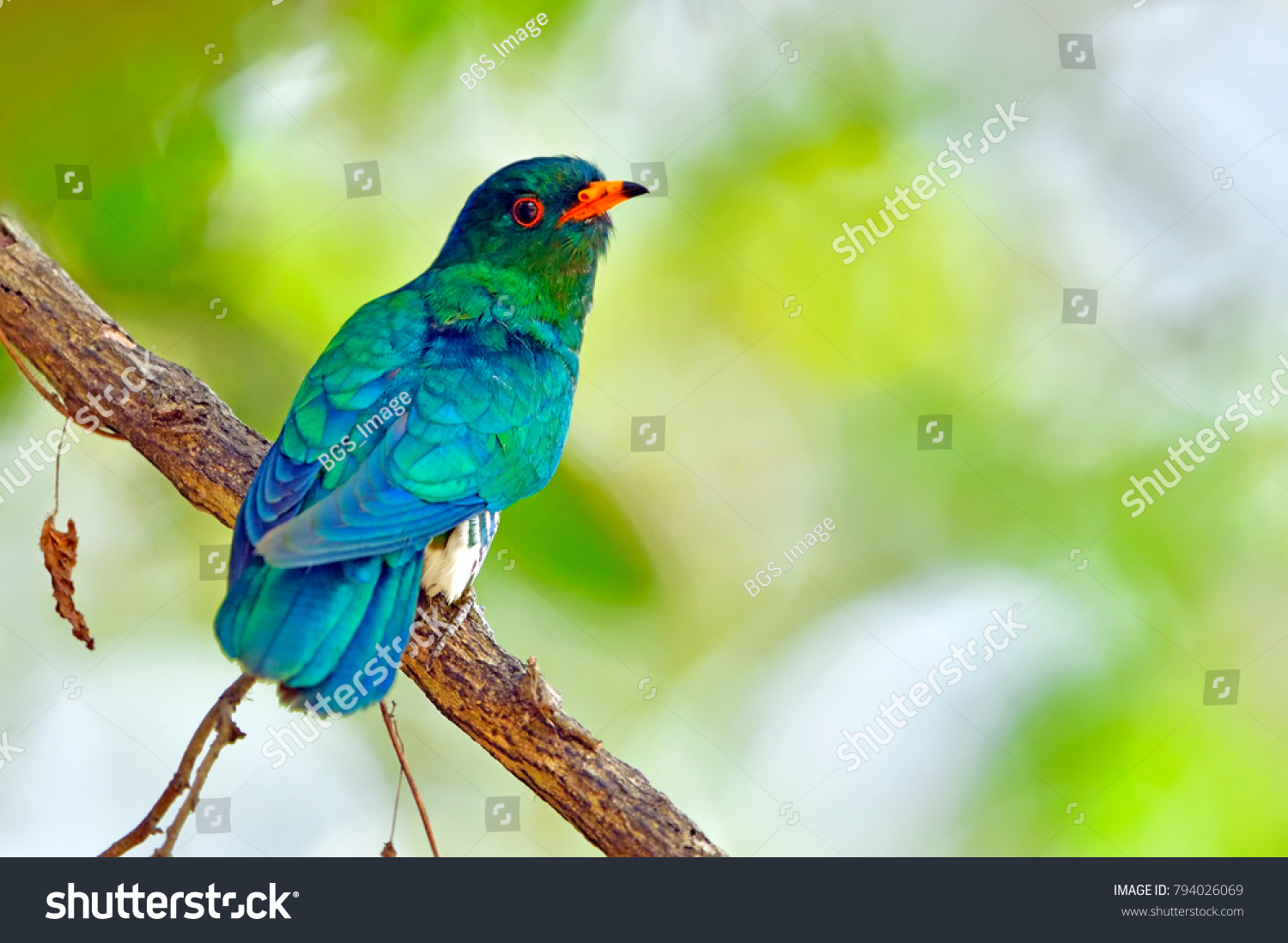 Asian Emerald Cuckoo Nature Stock Photo 794026069 | Shutterstock