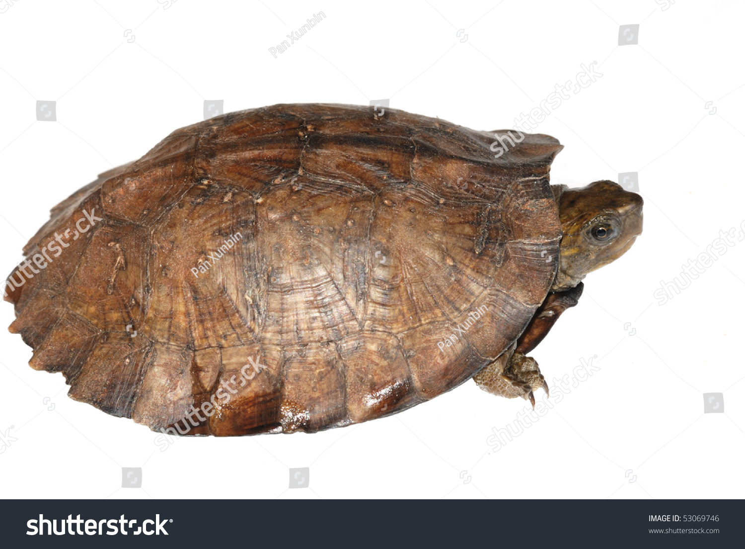 Asian Leaf Turtle Cyclemys Dentata Stock Photo (Edit Now) 53069746