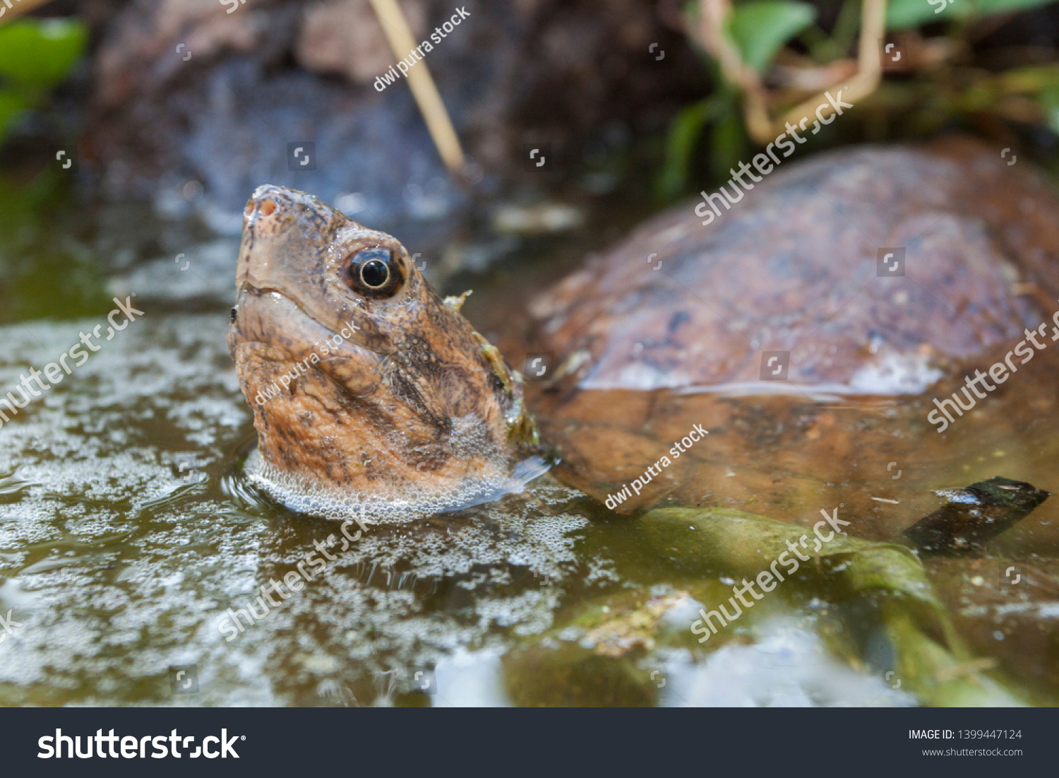 Asian Leaf Turtle Cyclemys Dentata Water Stock Photo (Edit Now) 1399447124