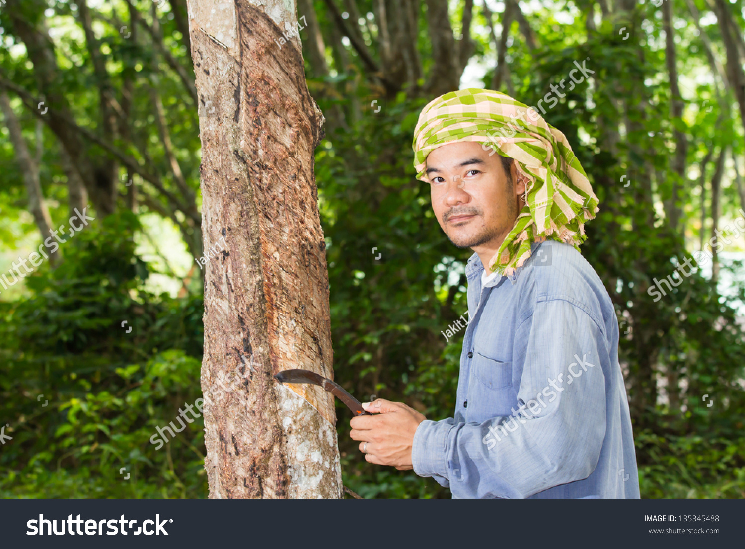 Asian Man Cutting Rubber Tree Stock Photo 135345488 : Shutterstock