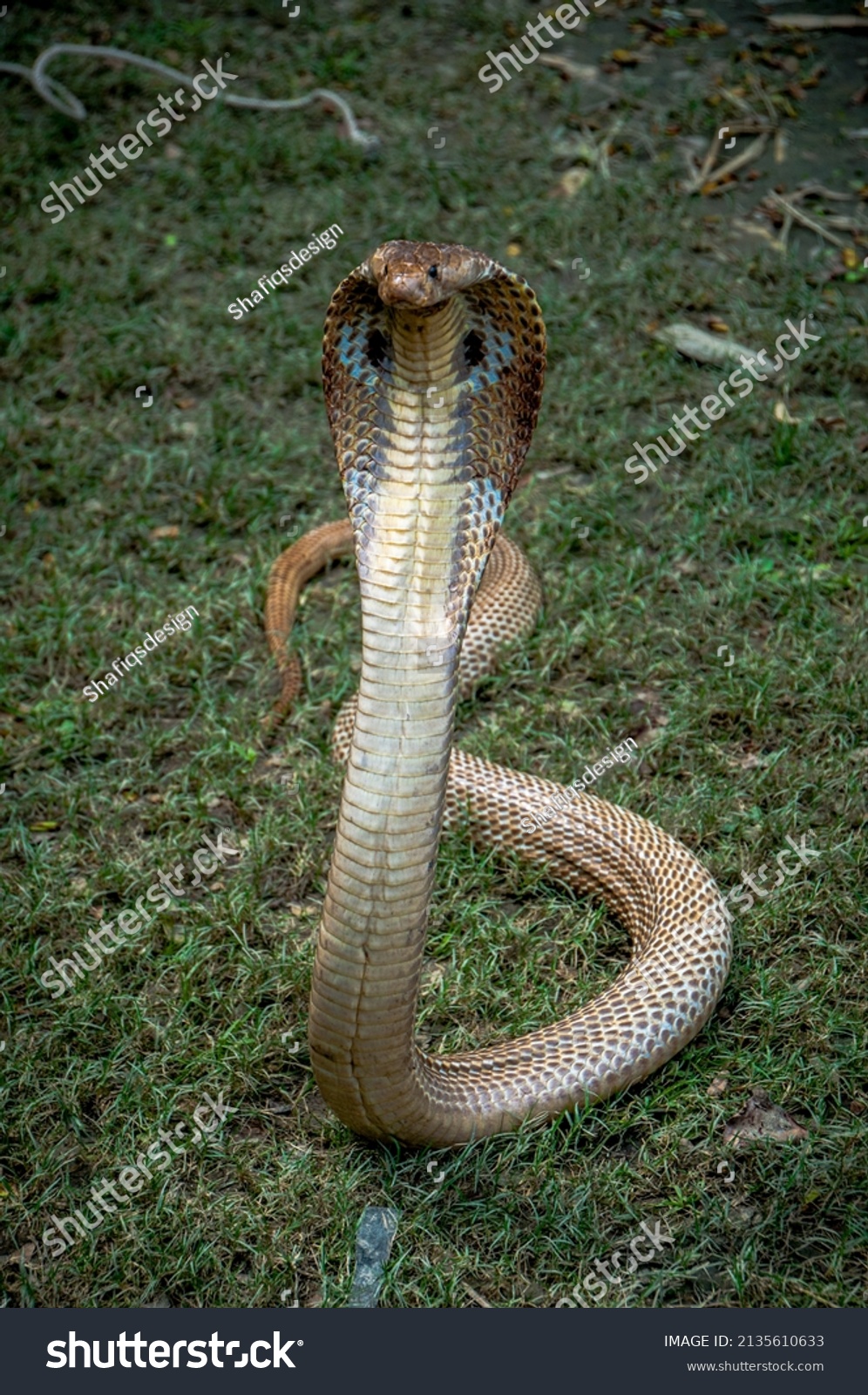 Asian Most Toxic Snake Cobra Stock Photo 2135610633 | Shutterstock