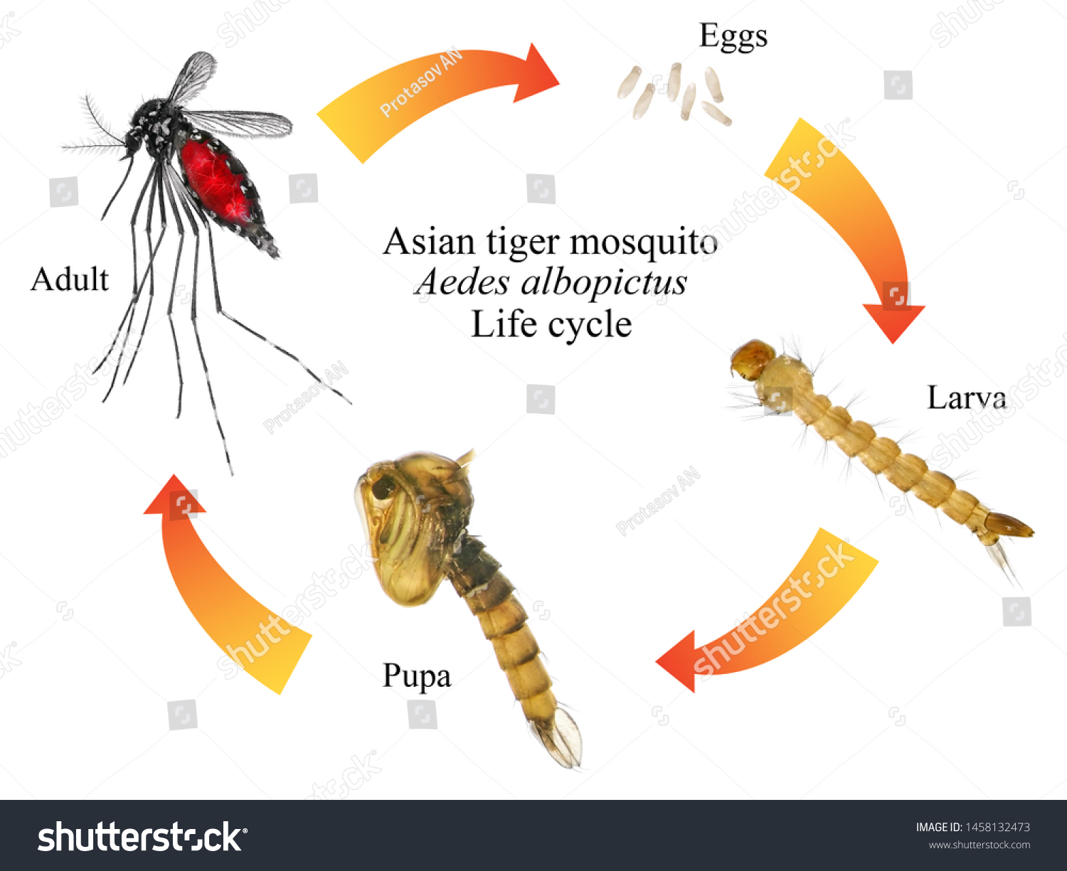 Asian Tiger Mosquito Forest Mosquito Aedes Stock Photo 1458132473 ...