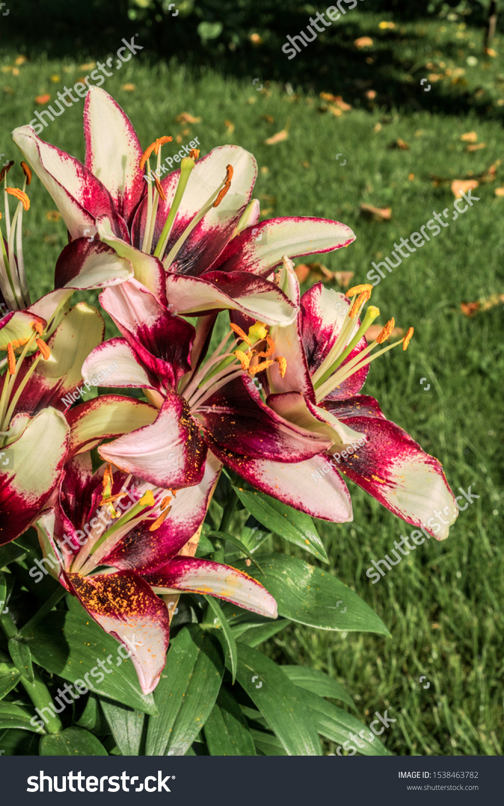 Asiatic Hybrid Lily White Hot Spot Stock Photo Edit Now 1538463782