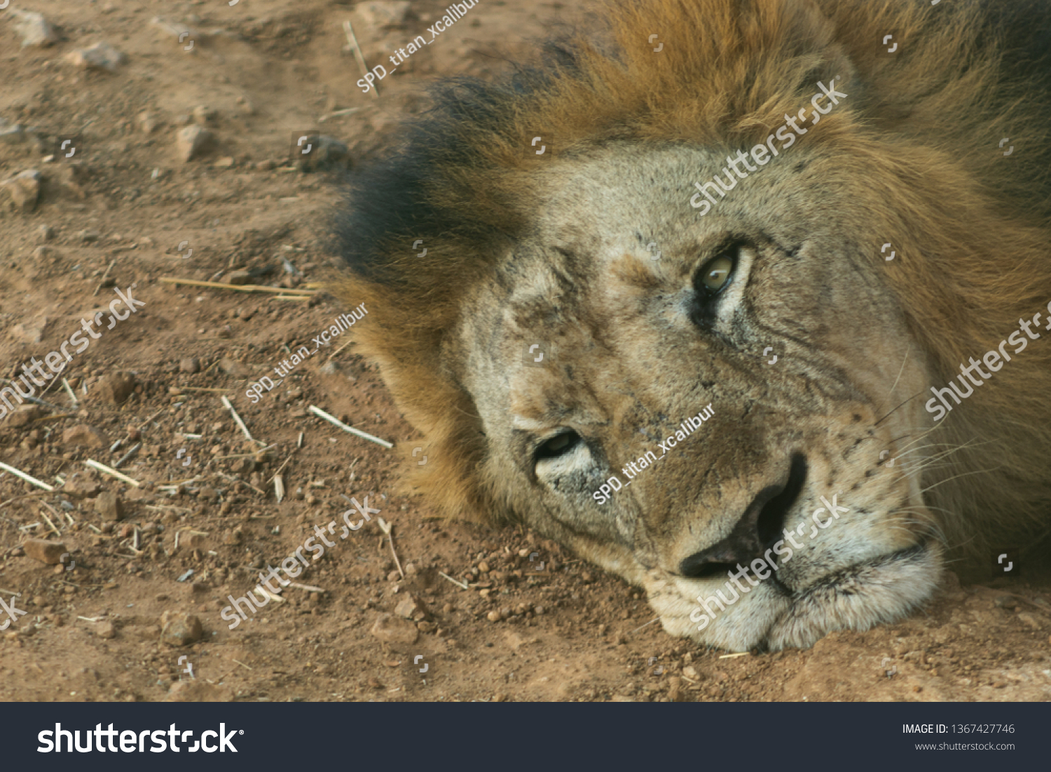 Asiatic Lion Conservation Status Endangered Species Stock Photo ...