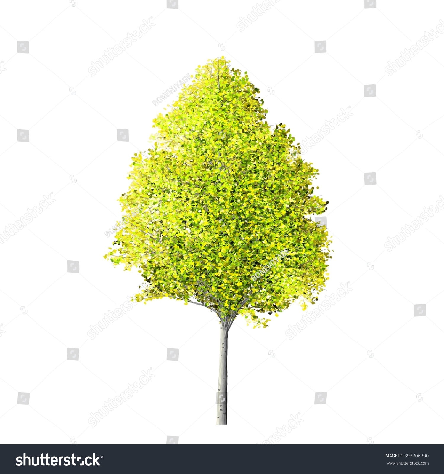 Aspen Tree Isolated On White Background Stock Illustration 393206200