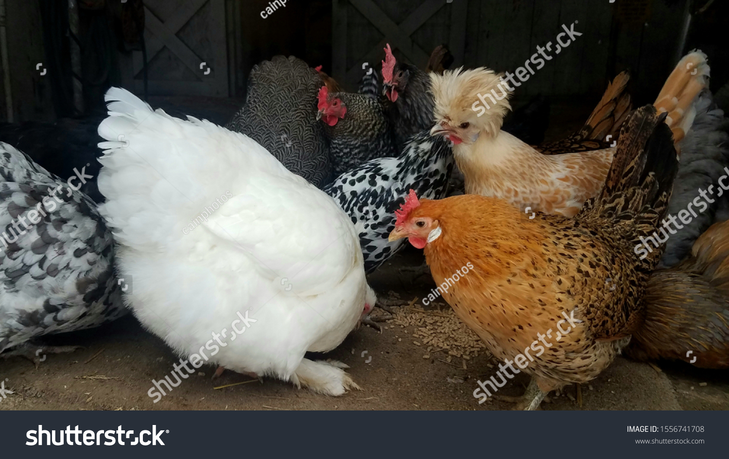 Assorted Breeds Hens Barn Stock Photo (Edit Now) 1556741708