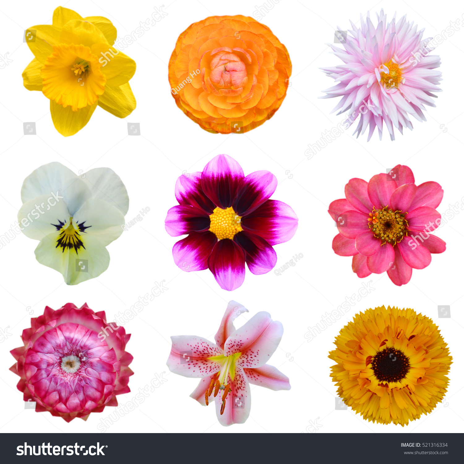 Assorted Colorful Flowers Head Isolated Stock Photo (Royalty Free ...