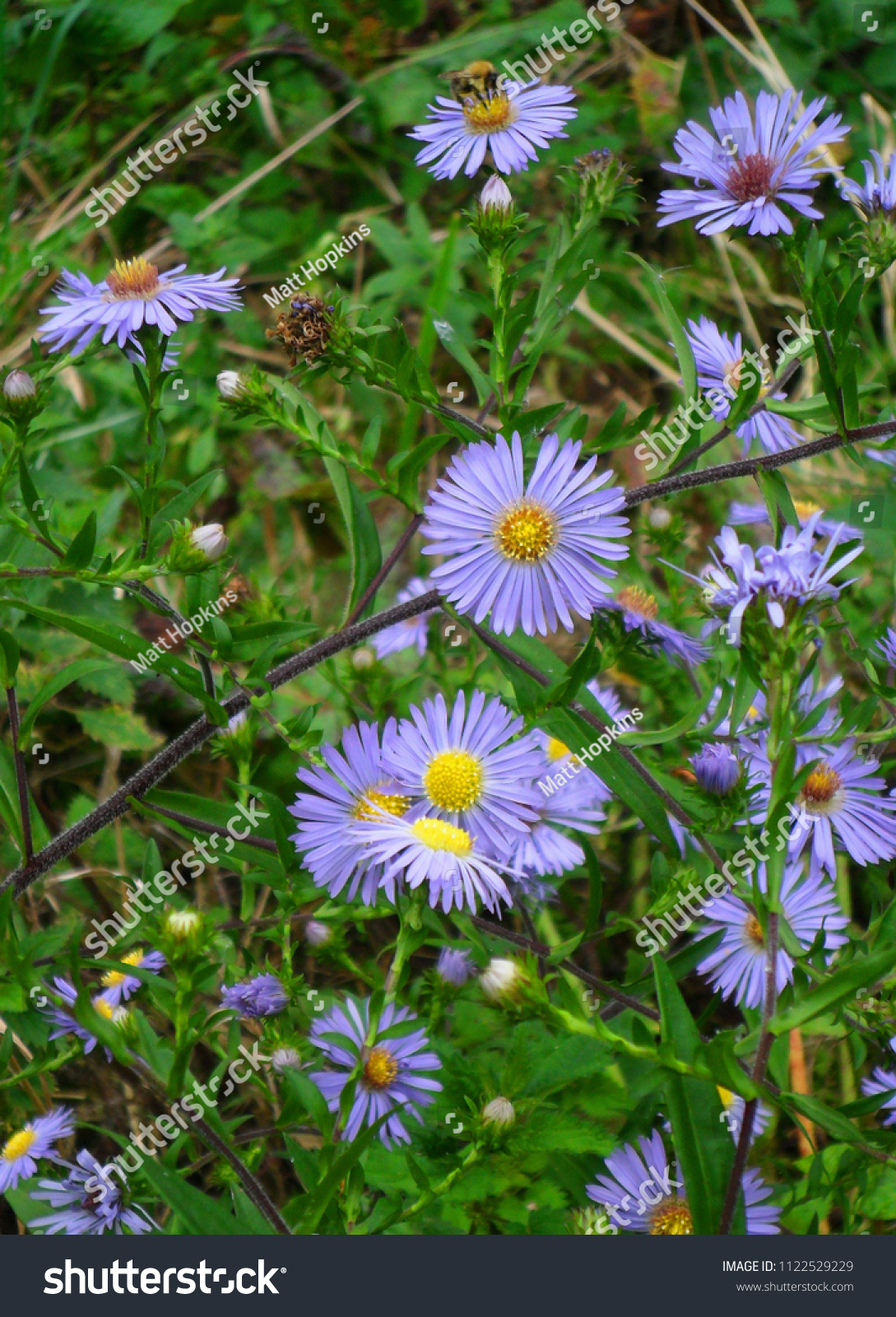 Aster Puniceus Swamp Daisy Flower Perennial Nature Stock Image 1122529229