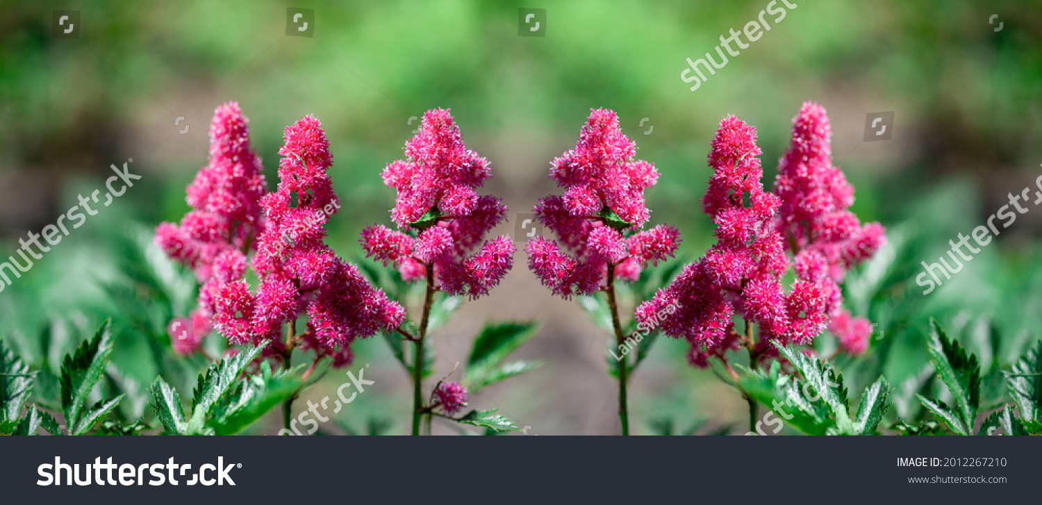 373 Astilbe japonica Images, Stock Photos & Vectors | Shutterstock