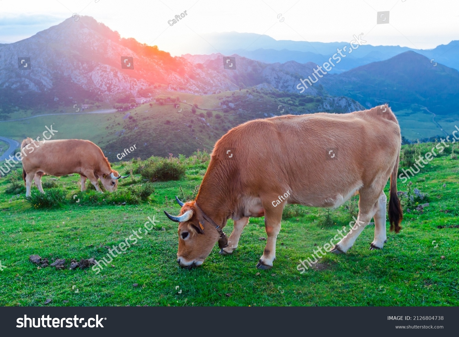 Asturian Mountain Cattle Cow Sits On Stock Photo 2126804738 | Shutterstock