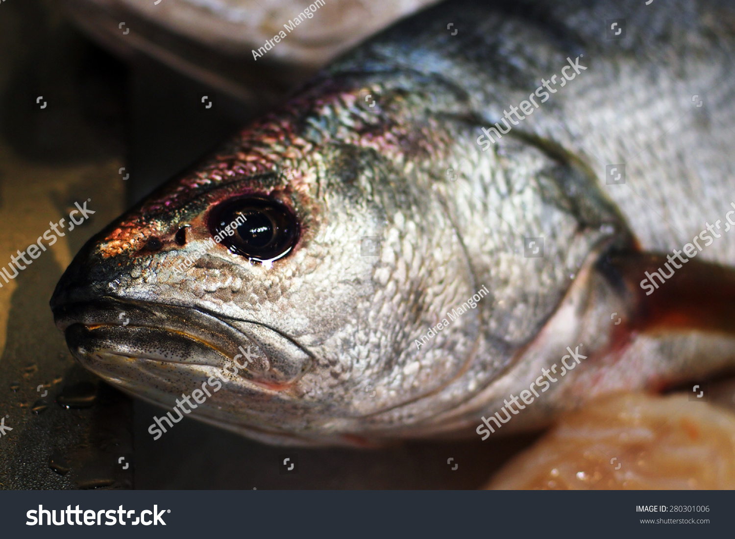 1 Ombrina fish Images, Stock Photos & Vectors | Shutterstock