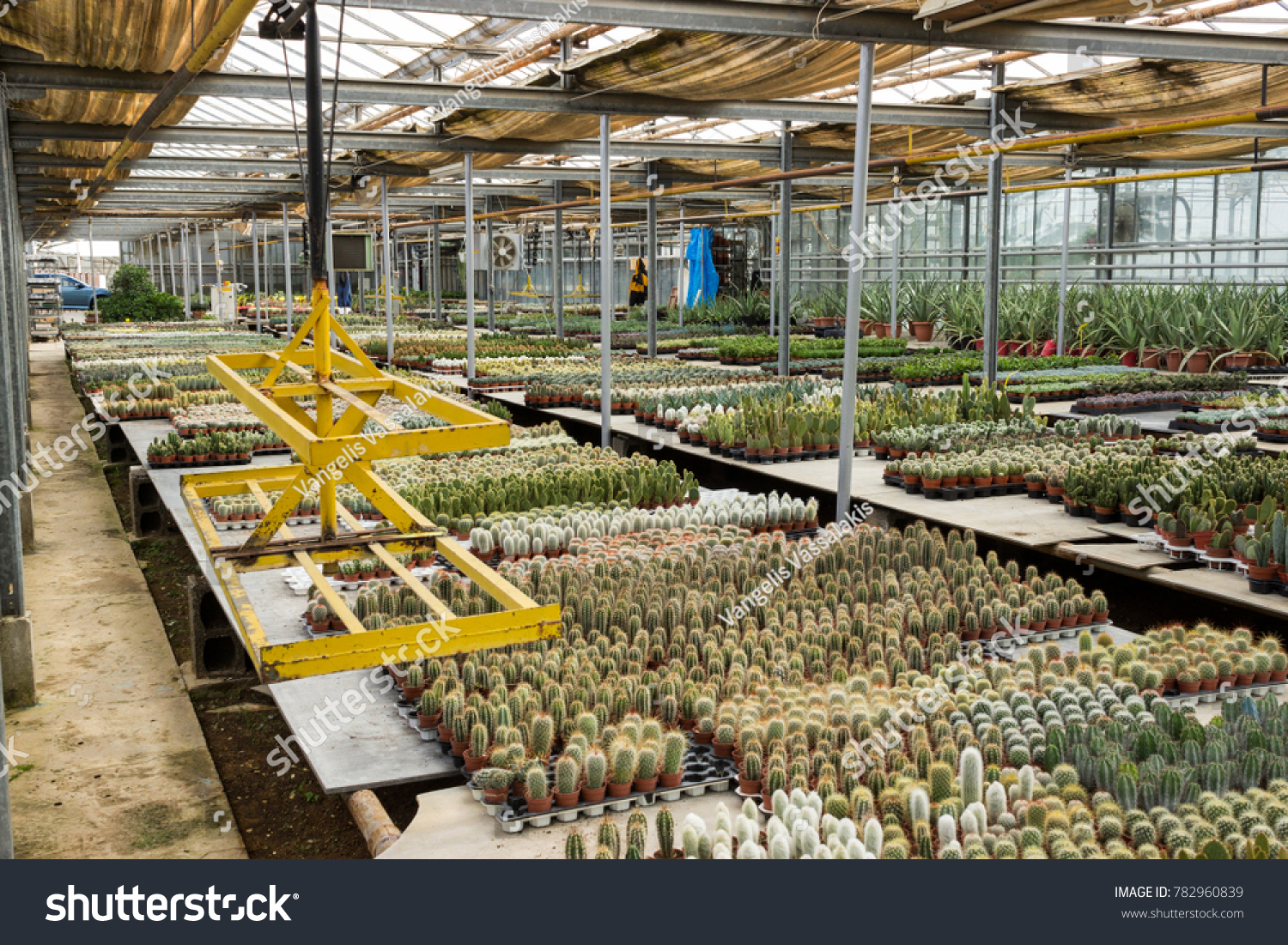 Athens Greece December 9 2017 Cacti Industrial Stock Image