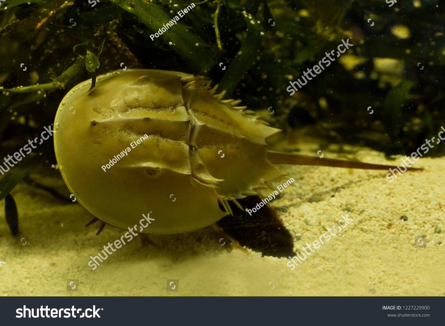 Atlantic Horseshoe Crab American Horseshoe Crab Stock Photo 1227229900