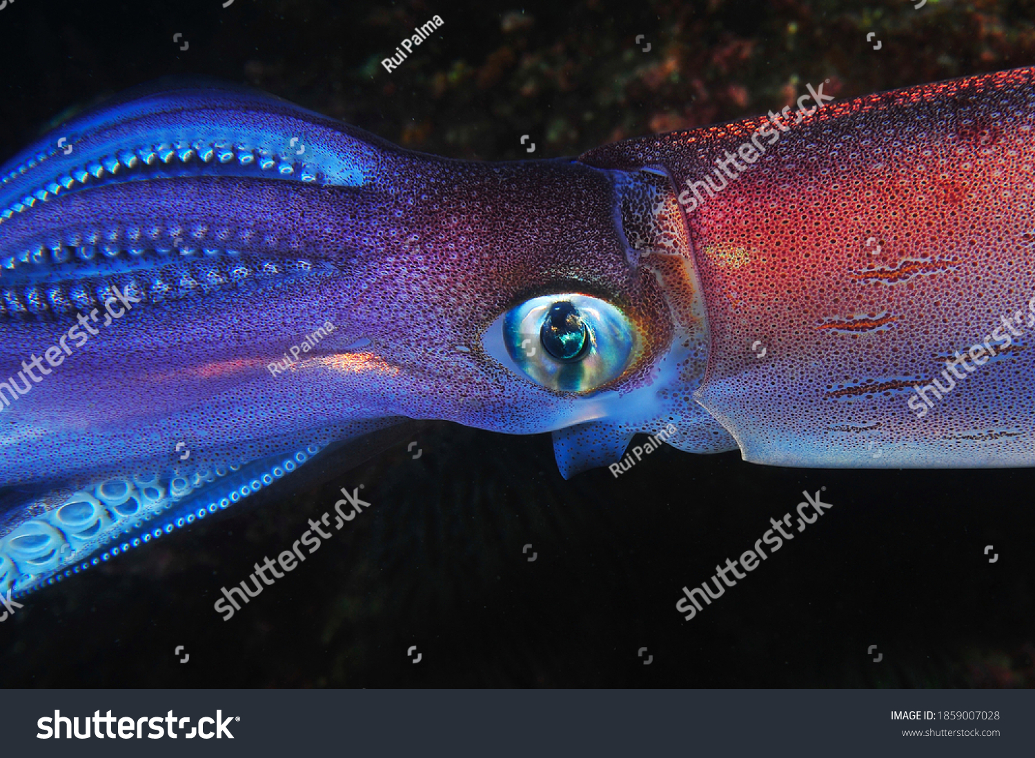 8,250 Giant squid. Images, Stock Photos & Vectors | Shutterstock