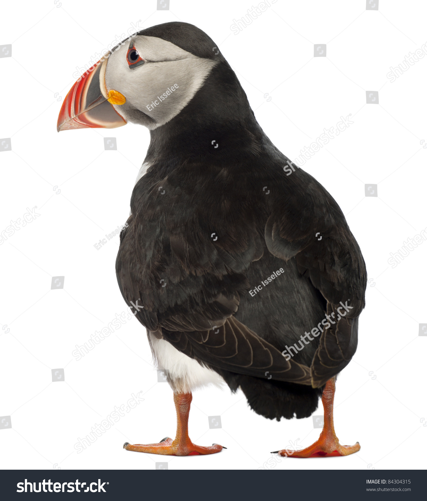 Atlantic Puffin Or Common Puffin, Fratercula Arctica, In Front Of White ...