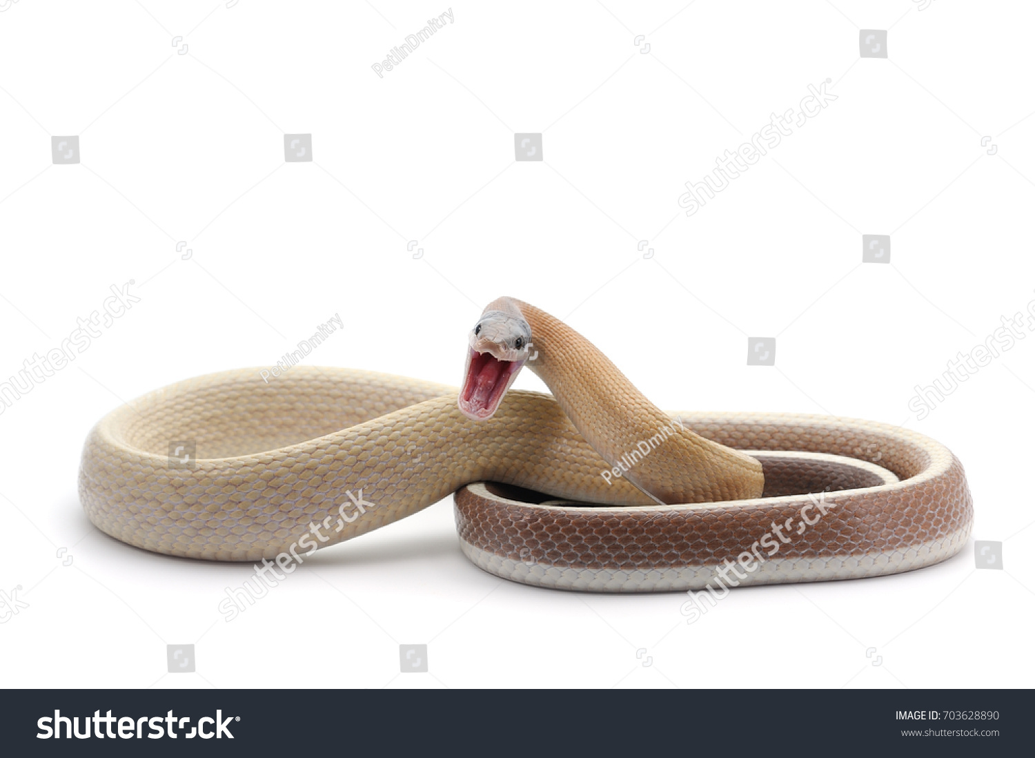 Attack Taiwan Beauty Rat Snake Isolated Stock Photo 703628890 ...