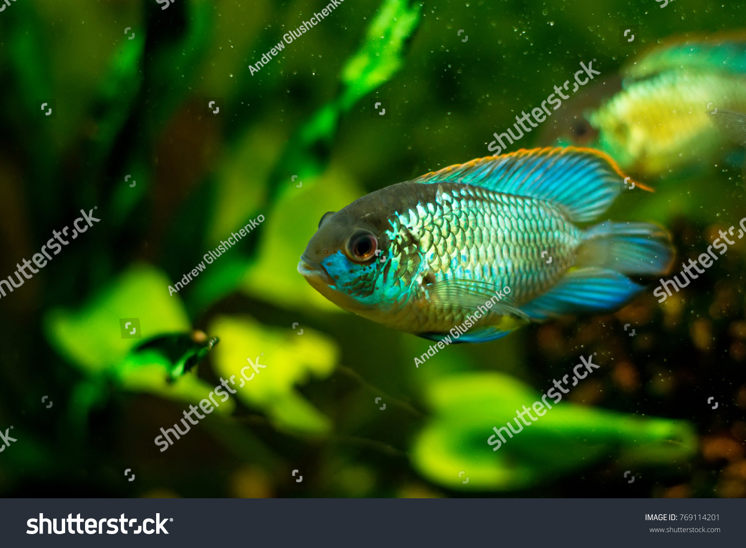 African akari Images, Stock Photos & Vectors | Shutterstock