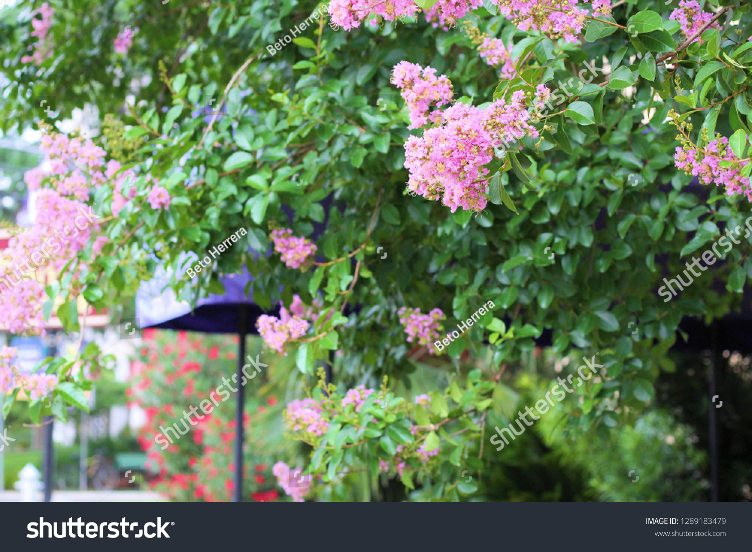 Austin Texas Sidewalk Blooming Trees Stock Photo Edit Now 1289183479