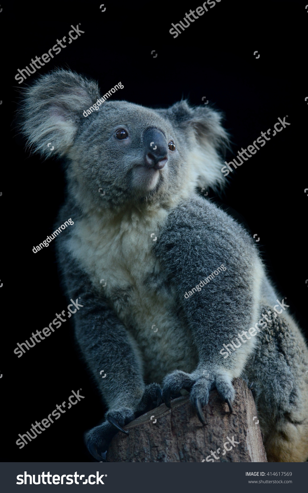 4,663 imágenes de Koala black background - Imágenes, fotos y vectores