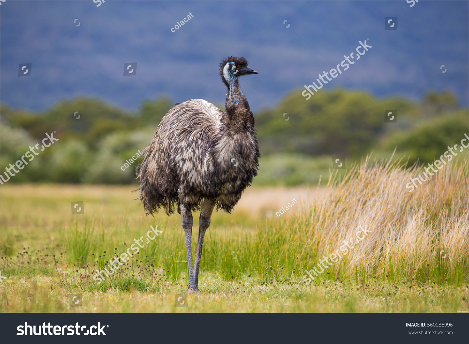 Emu 이미지, 스톡 사진 및 벡터 Shutterstock