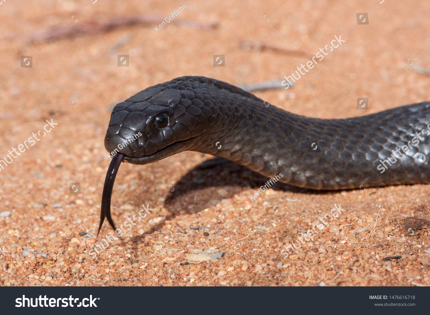 Australian Blue Bellied Black Snake Stock Photo Edit Now 1476616718