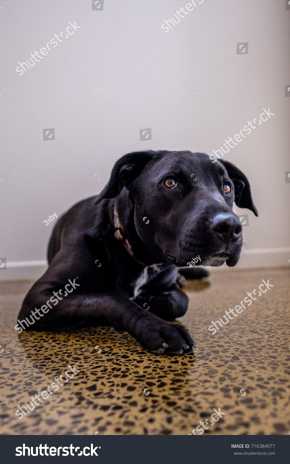 Australian Bull Arab Dog Breed Black Stock Photo Edit Now 716384077