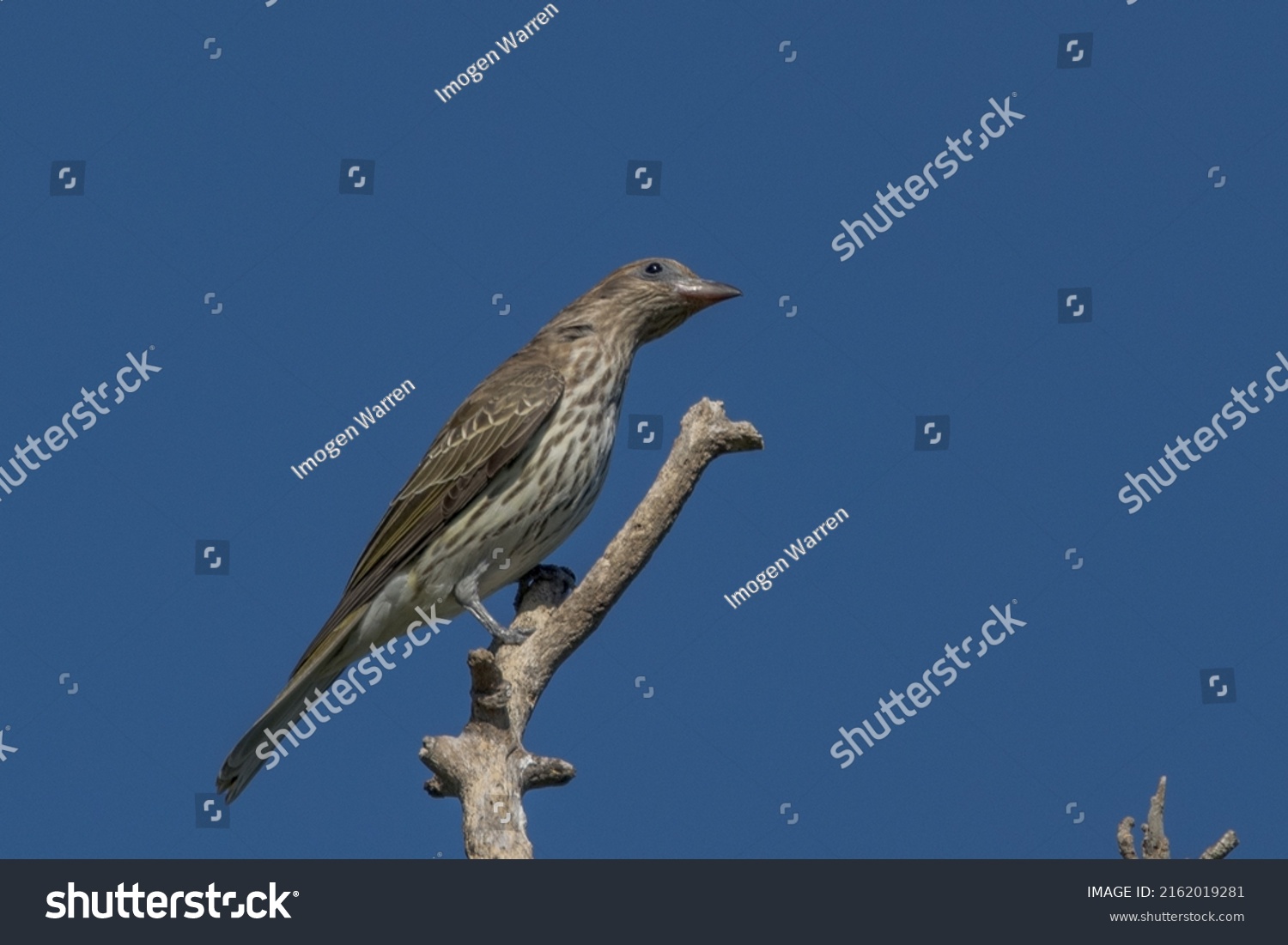 Australian Figbird Queensland Australia Stock Photo 2162019281