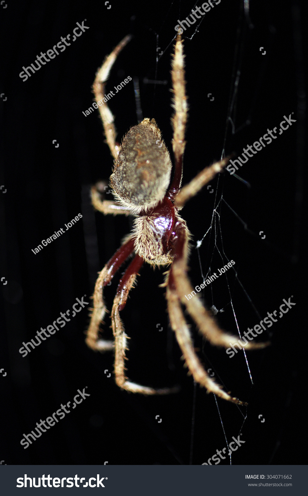 Australian Garden Orb Weaver Spider Eriphora Stock Photo Edit Now
