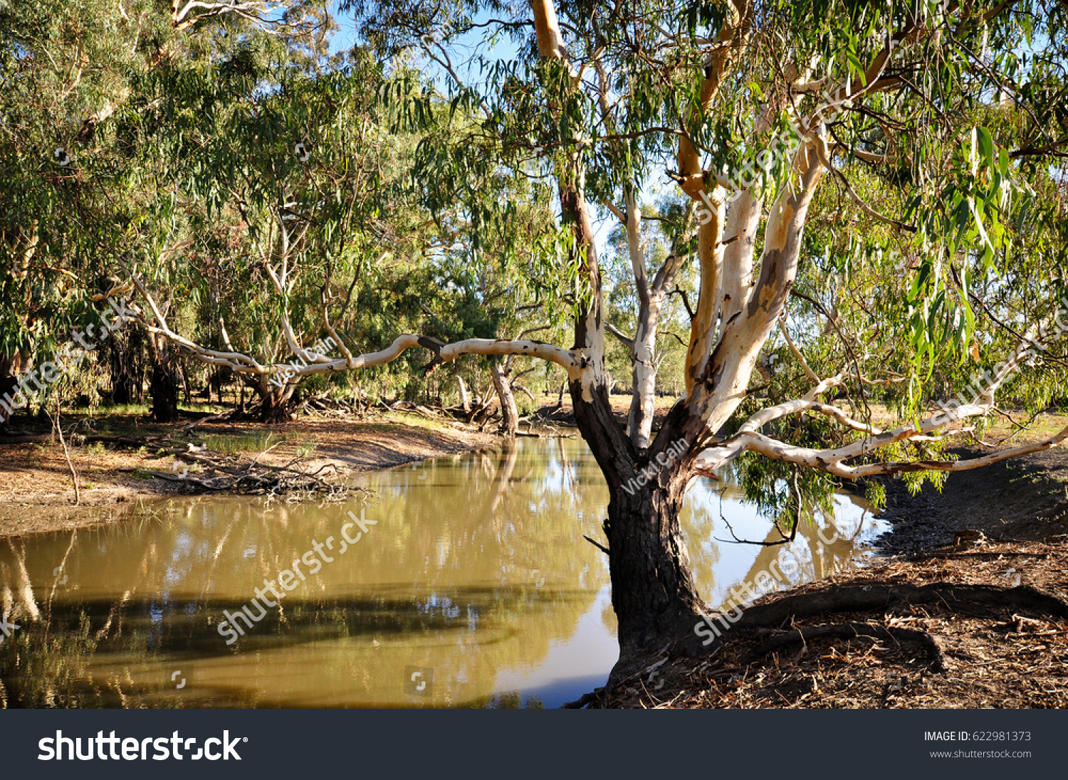 358 Gum trees on river bank Images, Stock Photos & Vectors  Shutterstock