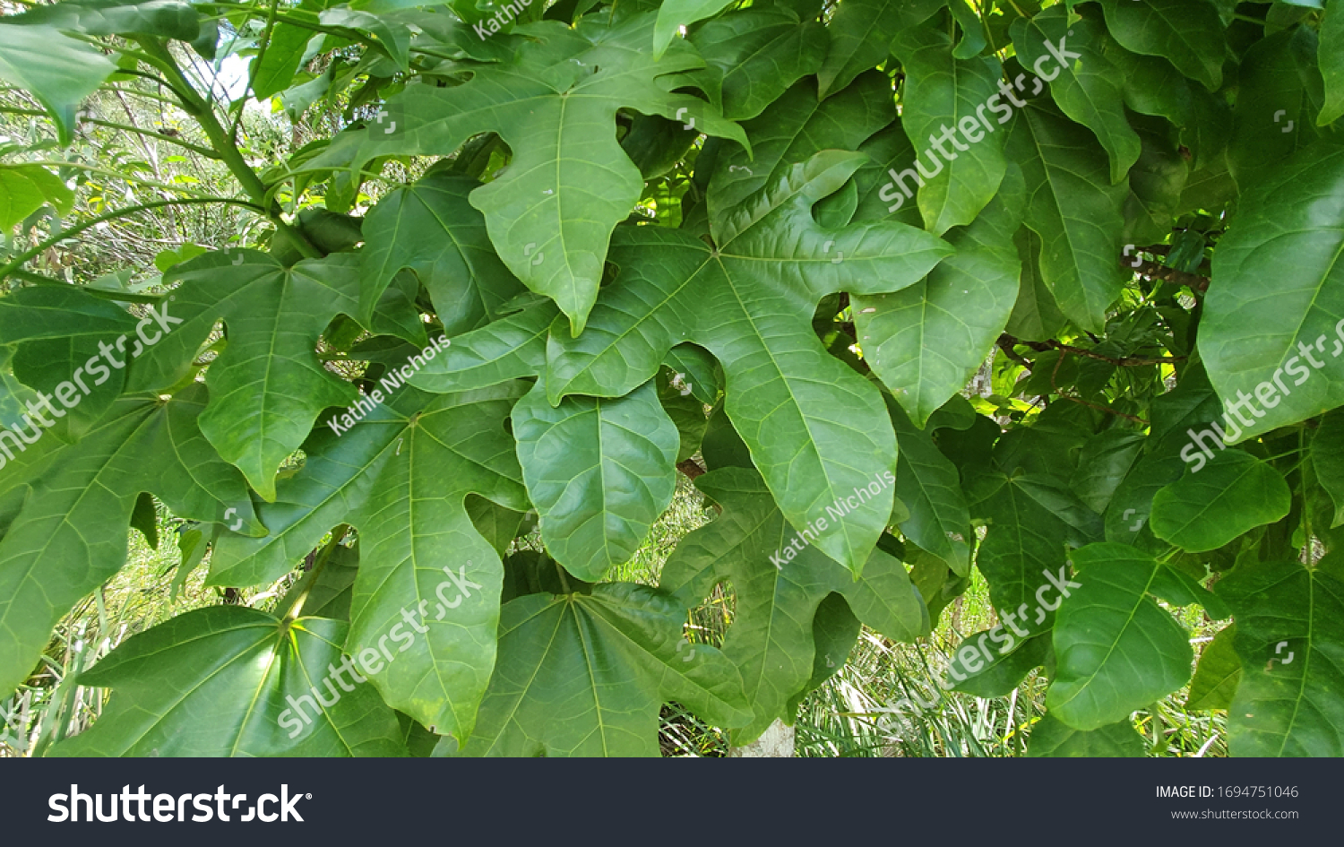 Australian Native Illawarra Flame Tree Stock Photo (Edit Now) 1694751046