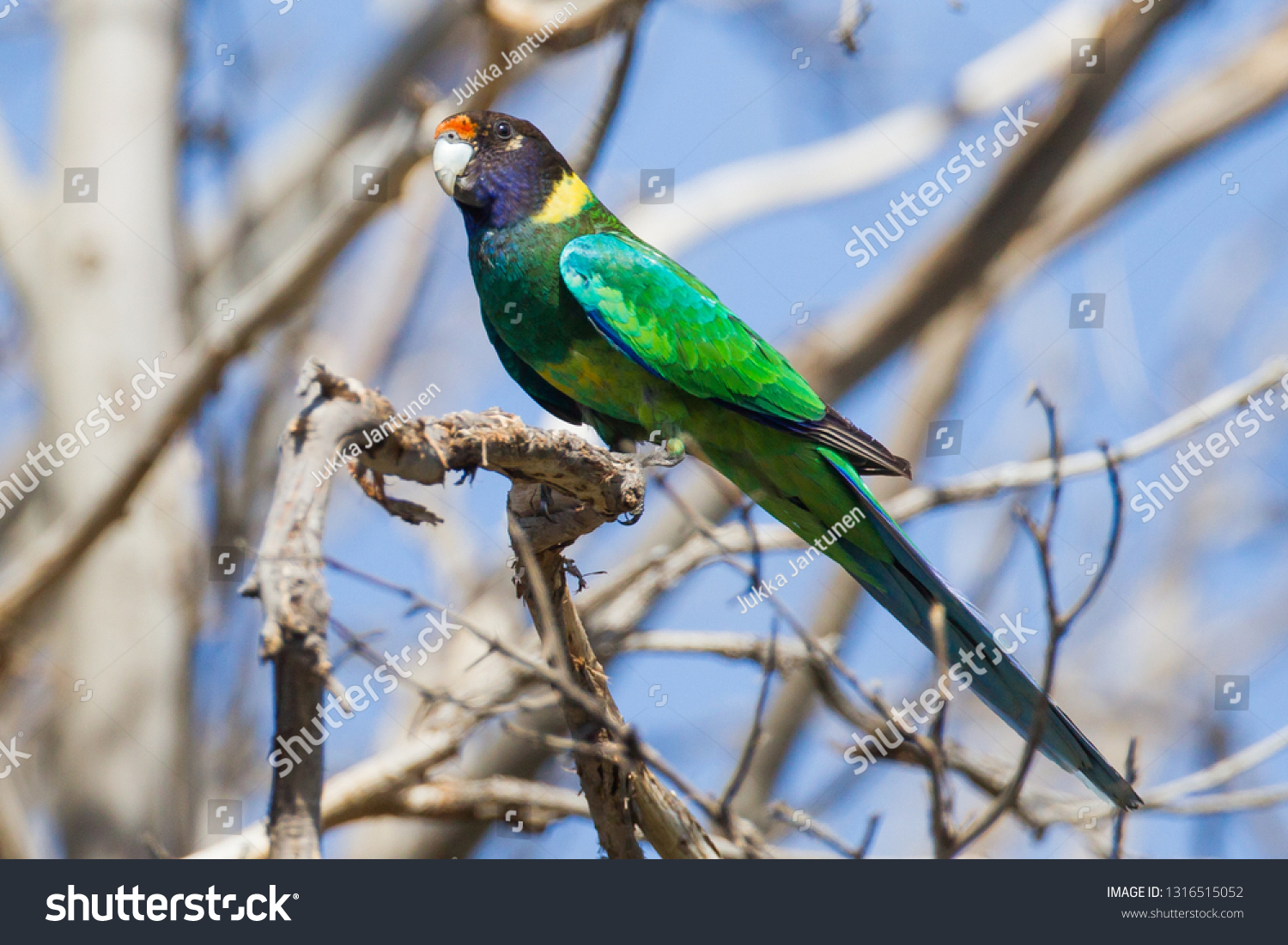 Australian Ringneck Form Port Lincoln Parrot Stock Photo (Edit Now ...