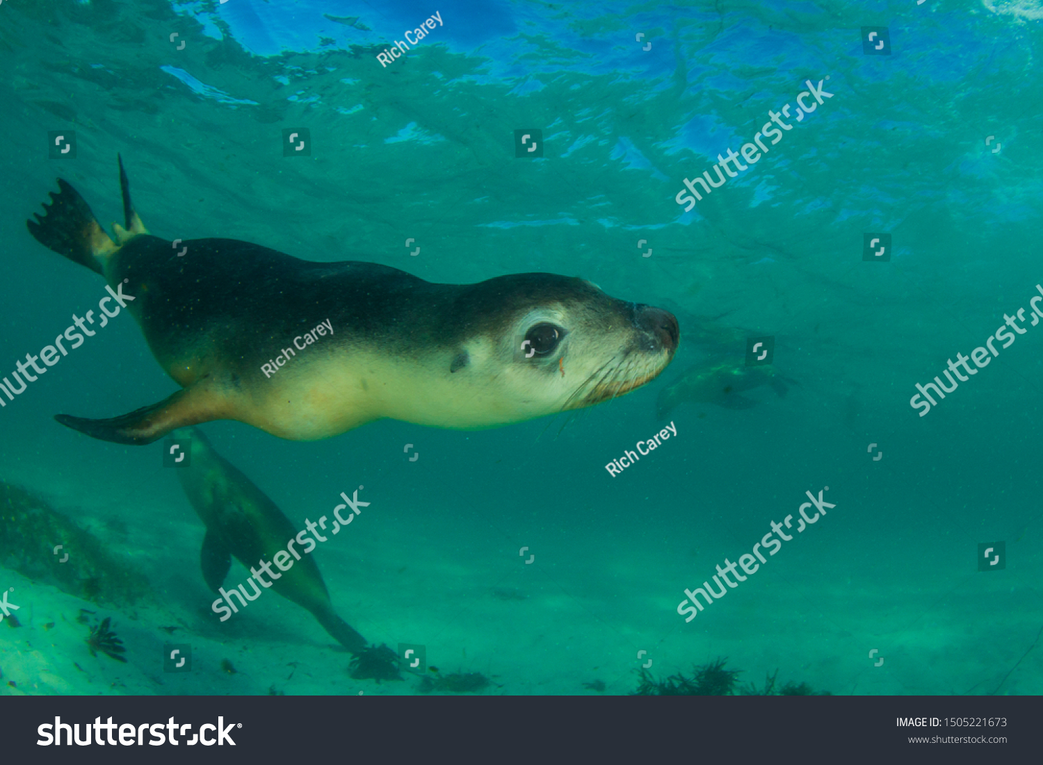 Australian Sea Lion Underwater Photo Stock Photo 1505221673 | Shutterstock