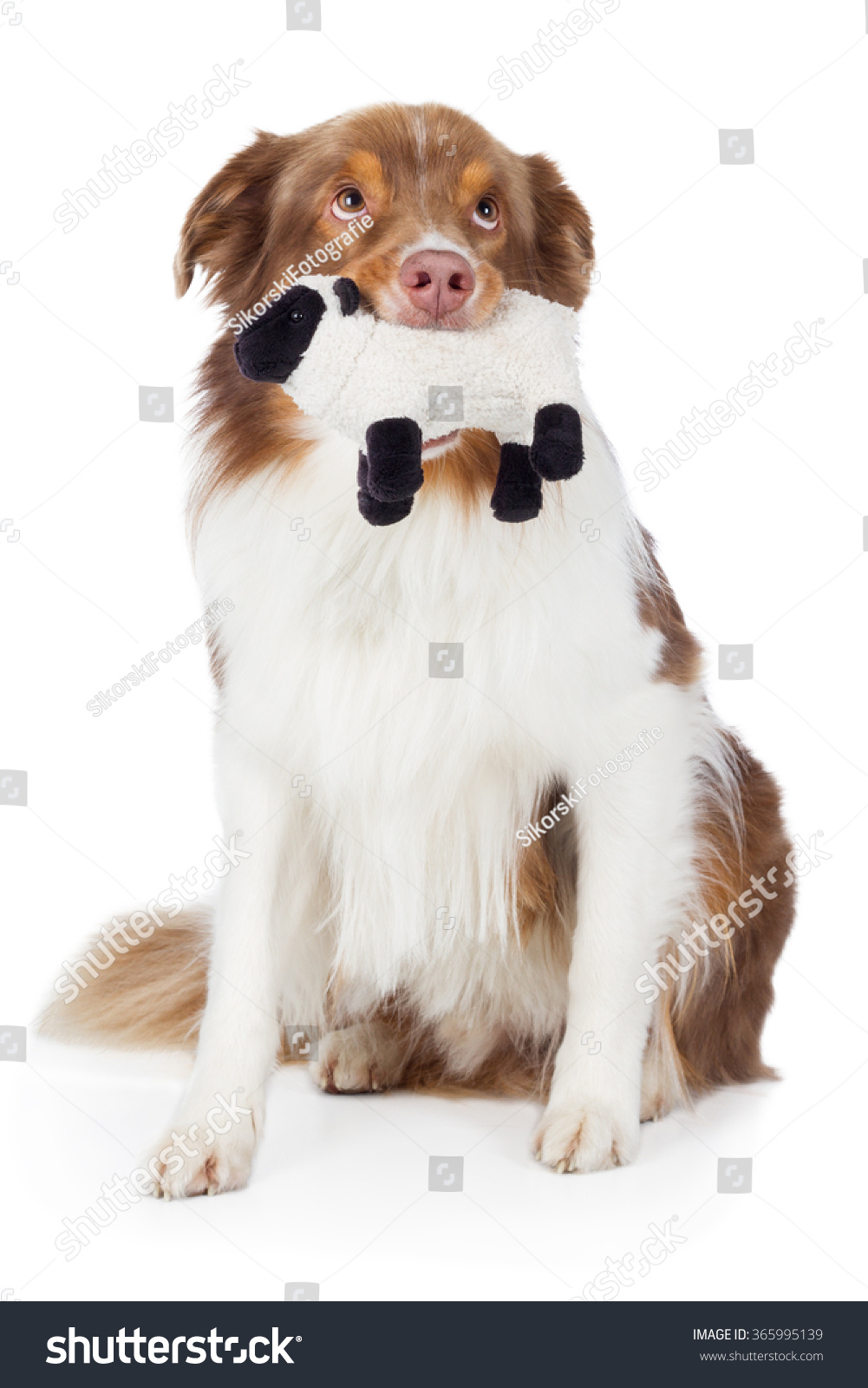 australian shepherd stuffed animal red merle