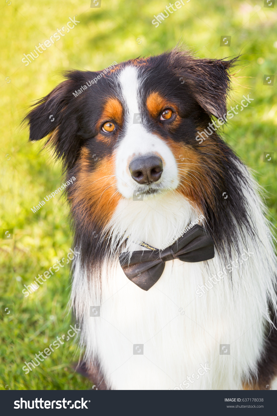 dog bow tie australia