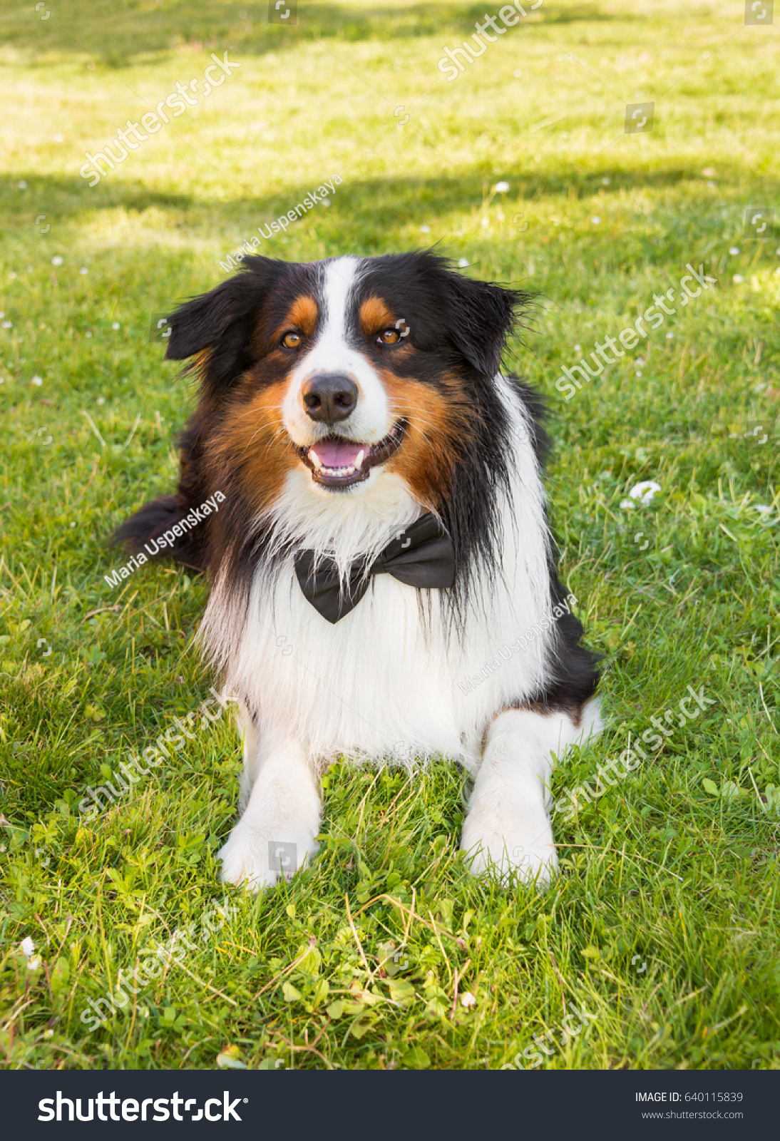 dog bow tie australia