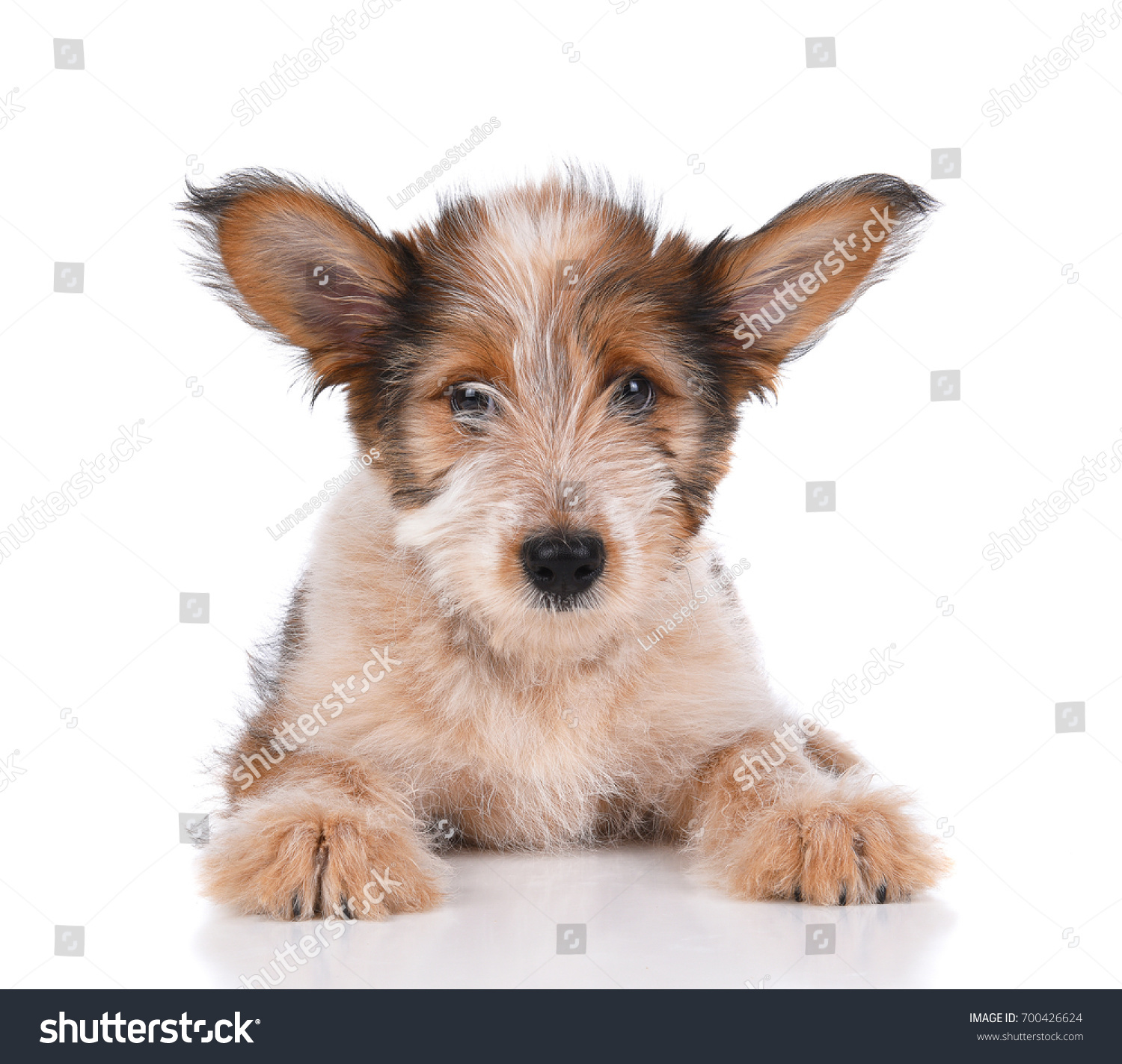 Australian Shepherd Mix Puppy On White Stock Photo Edit Now