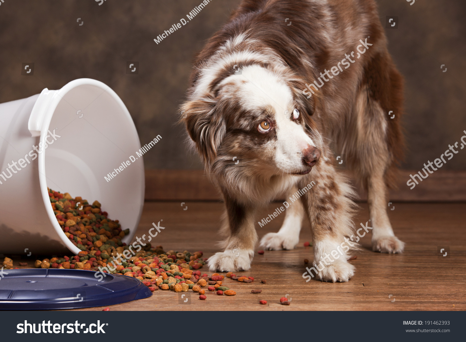 dog food recommended for australian shepherds