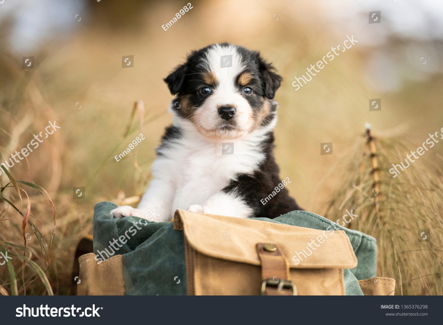 puppy in backpack