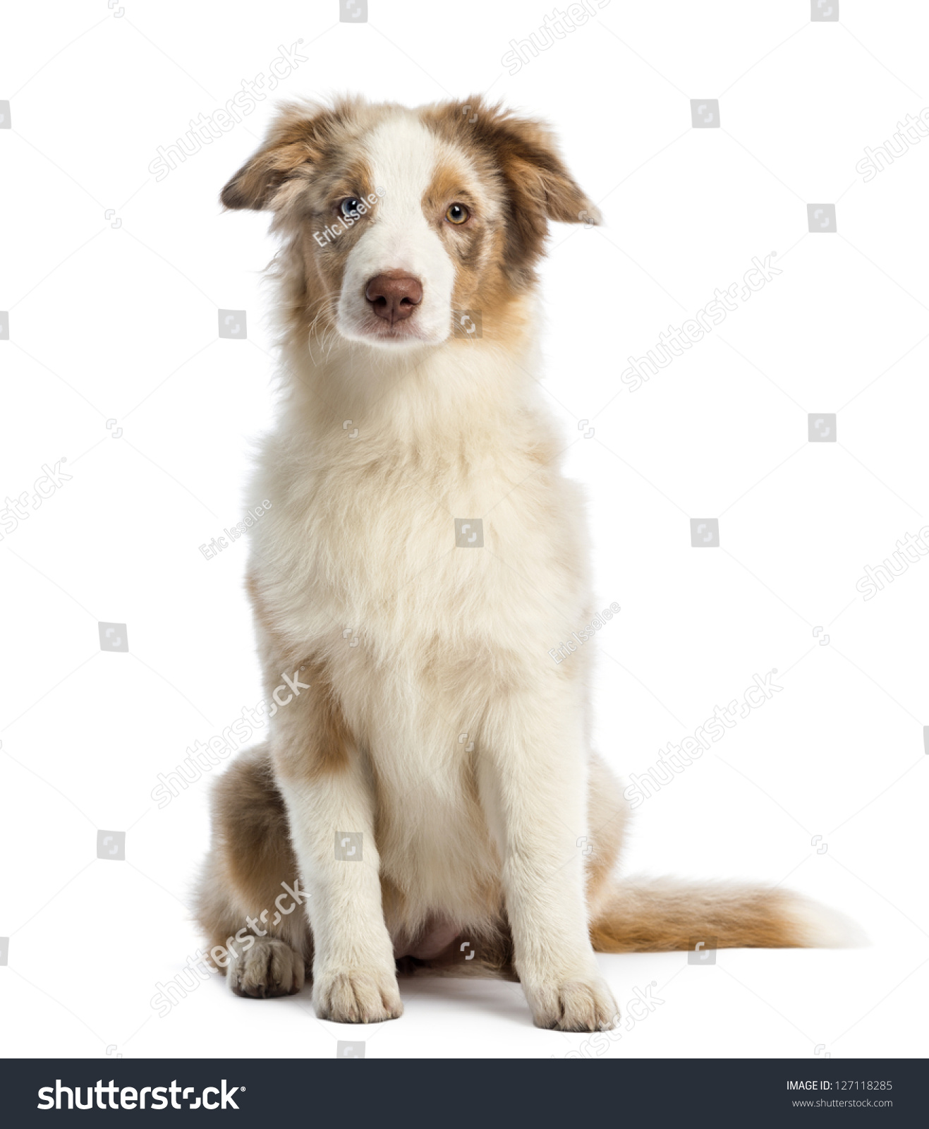 Australian Shepherd Puppy 4 Months Old Stock Photo 127118285 - Shutterstock